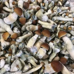 Psilocybe Cyanescens 1oZ