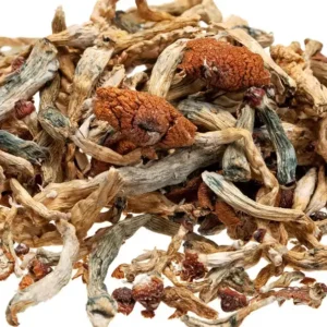 Psilocybin Mushrooms