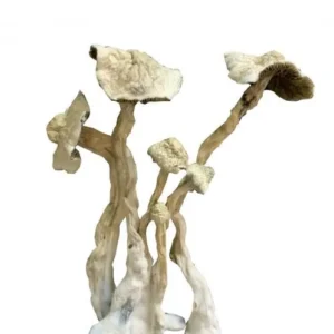 Albino Mushrooms