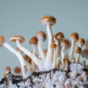 Magic Mushrooms