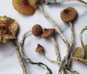 Mazatepec Magic Mushrooms