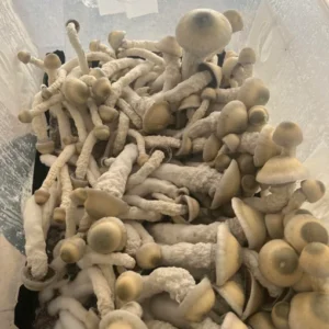 Thrasher Mushrooms